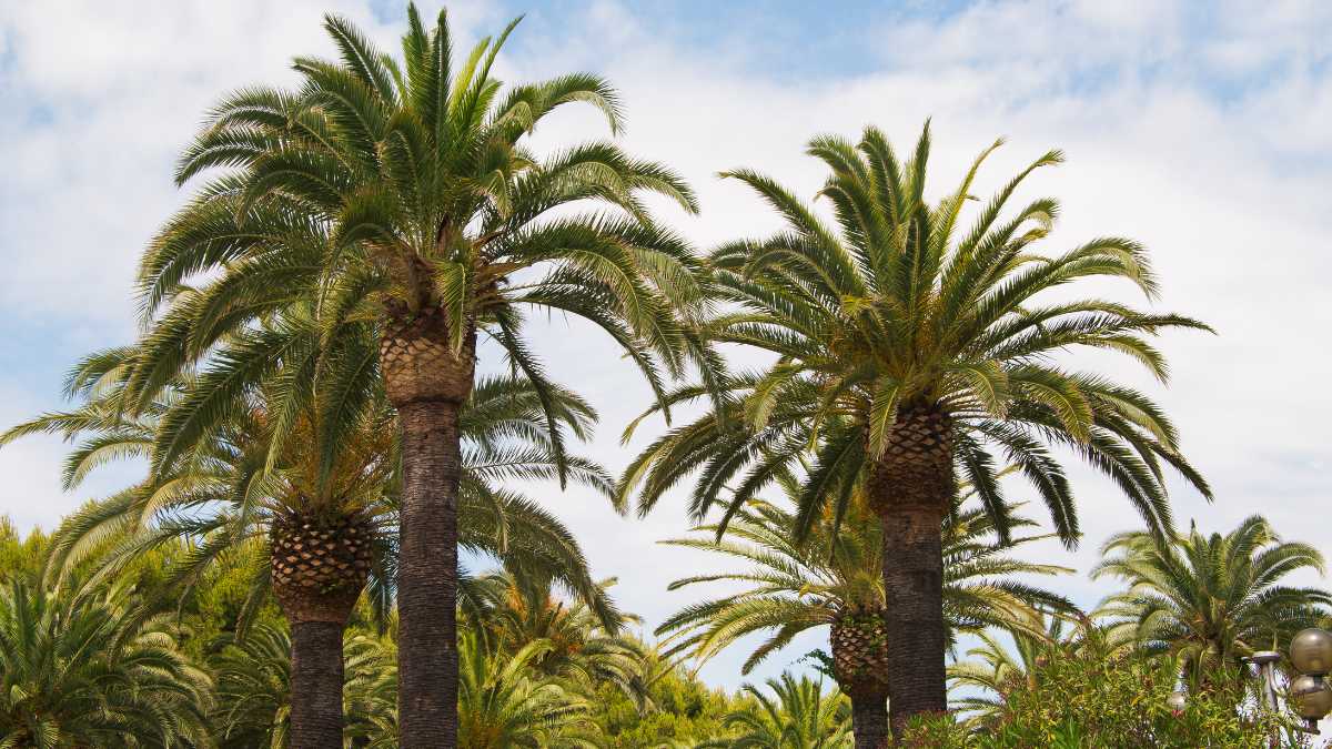 Le Spiagge più Belle di San Benedetto del Tronto